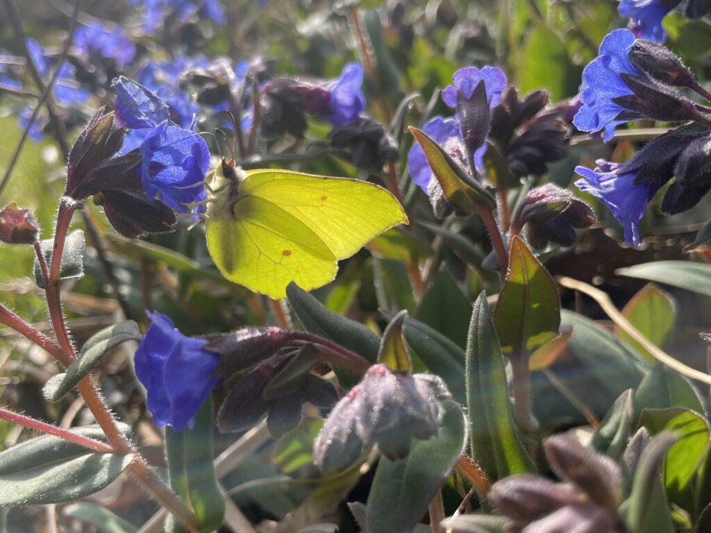Citroenvlinder
