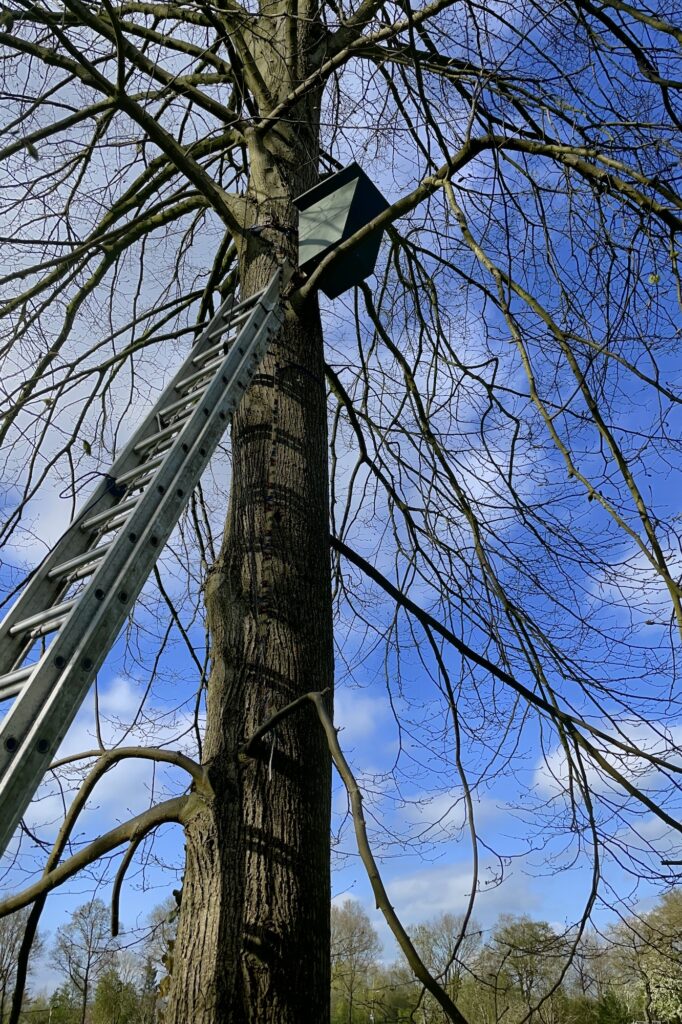 bosuilenkast wordt opgehangen