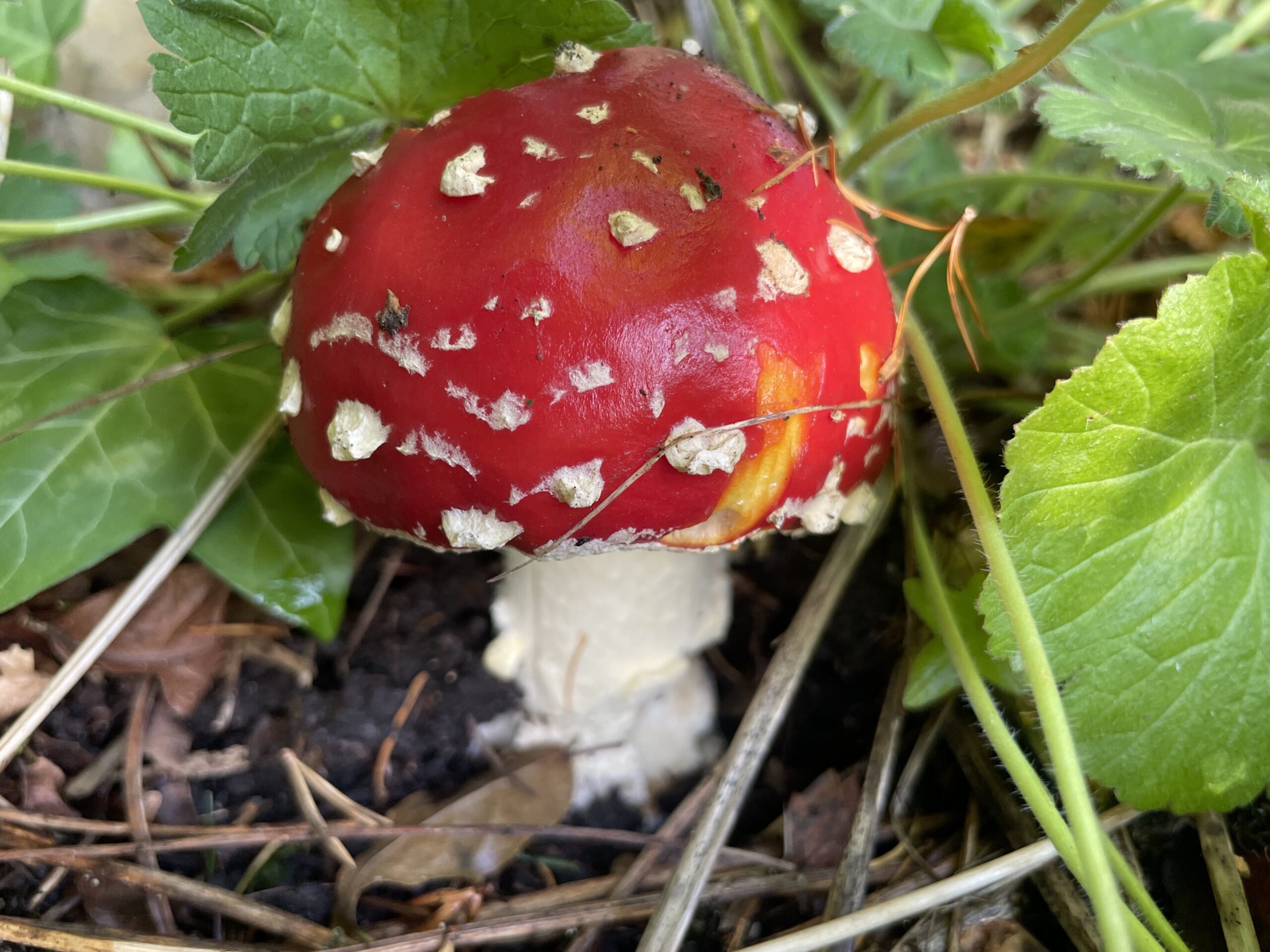 Herfst