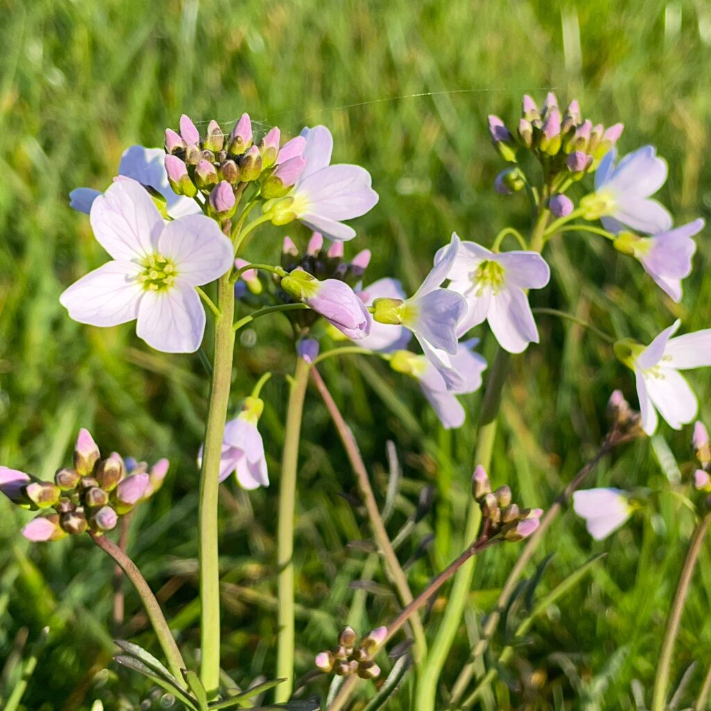 Pinksterbloem