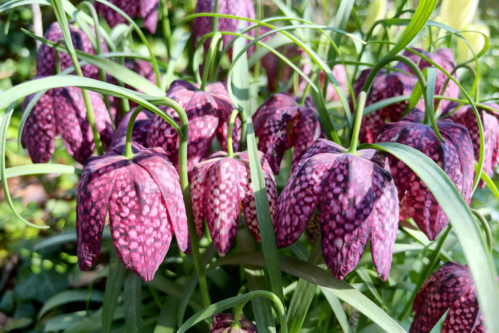 Paarse Kievietsbloem