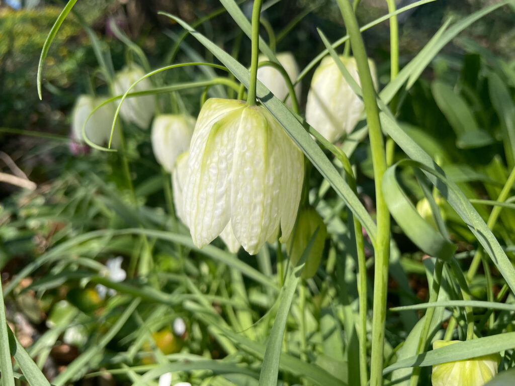 Witte Kievietsbloem