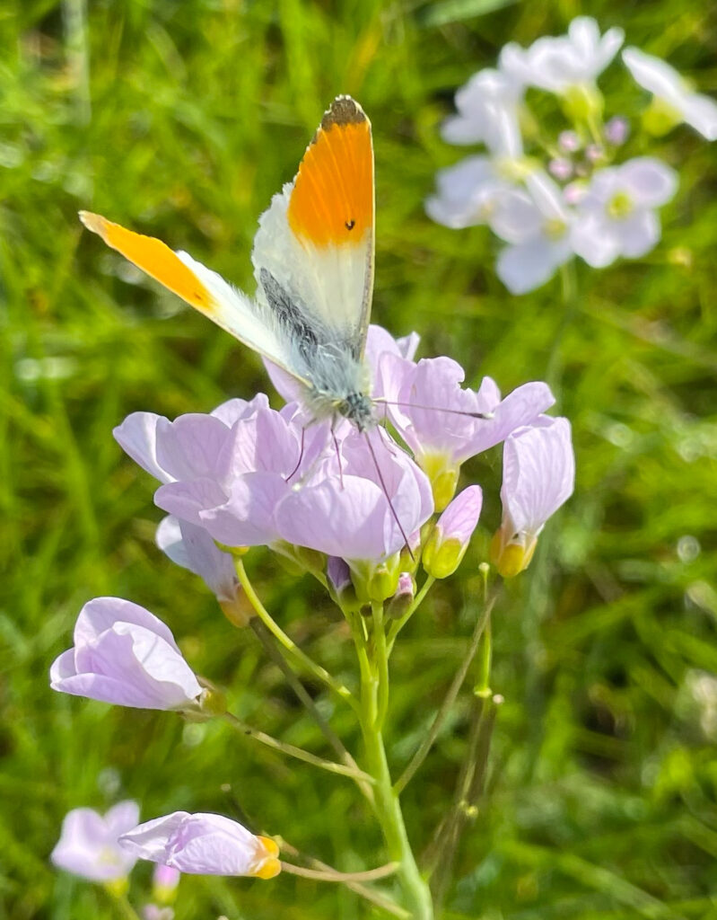 oranjetip op pinksterbloem