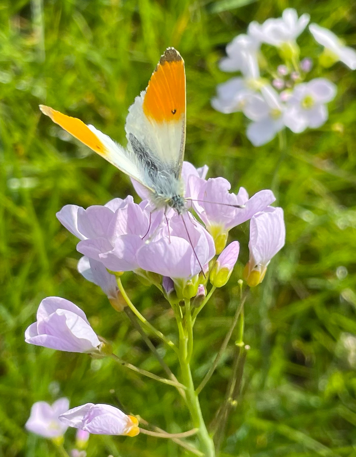 Oranjetip