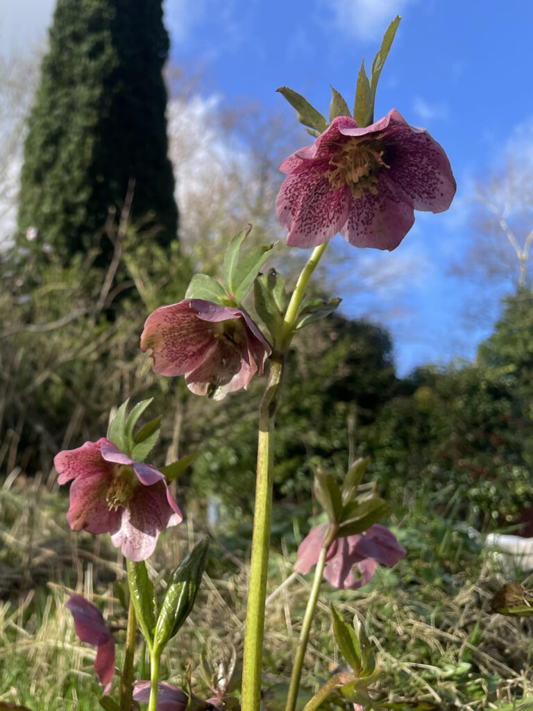 Helleborus