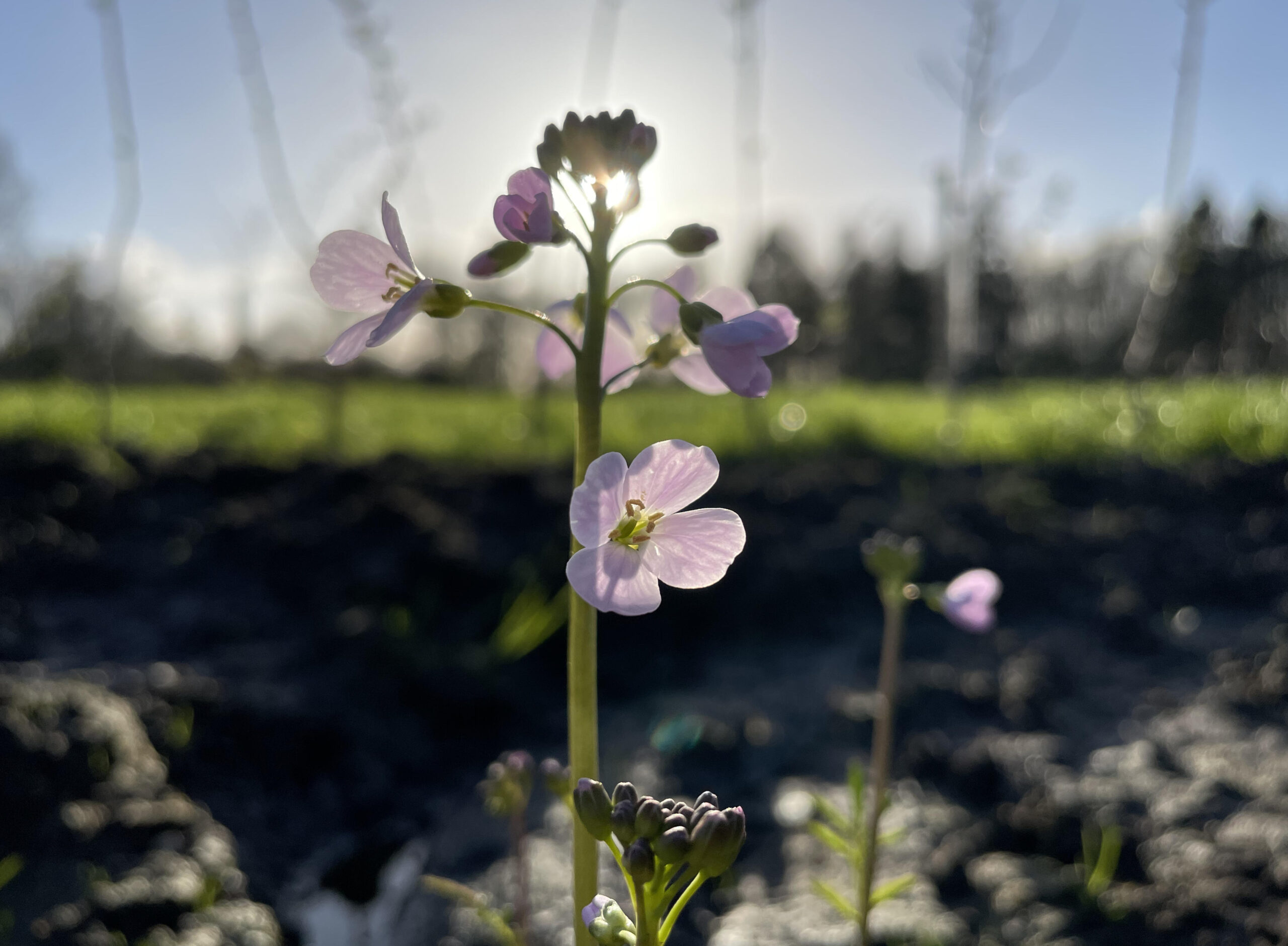 Lente voorbodes