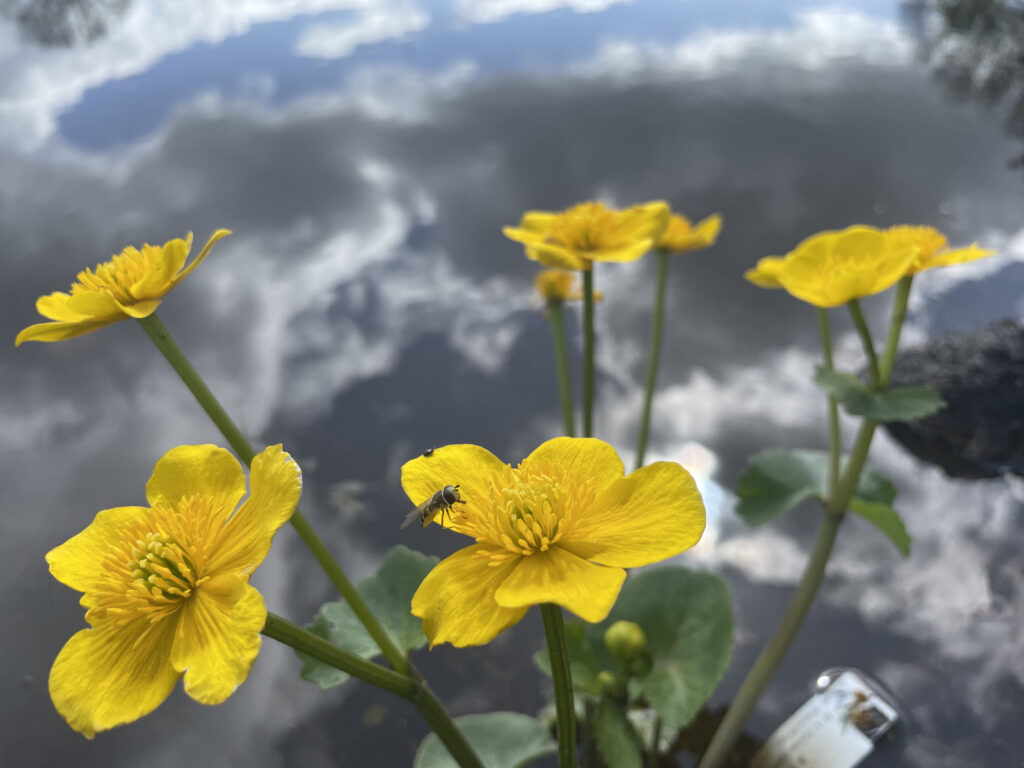 Zweefvlieg op Dotterbloem