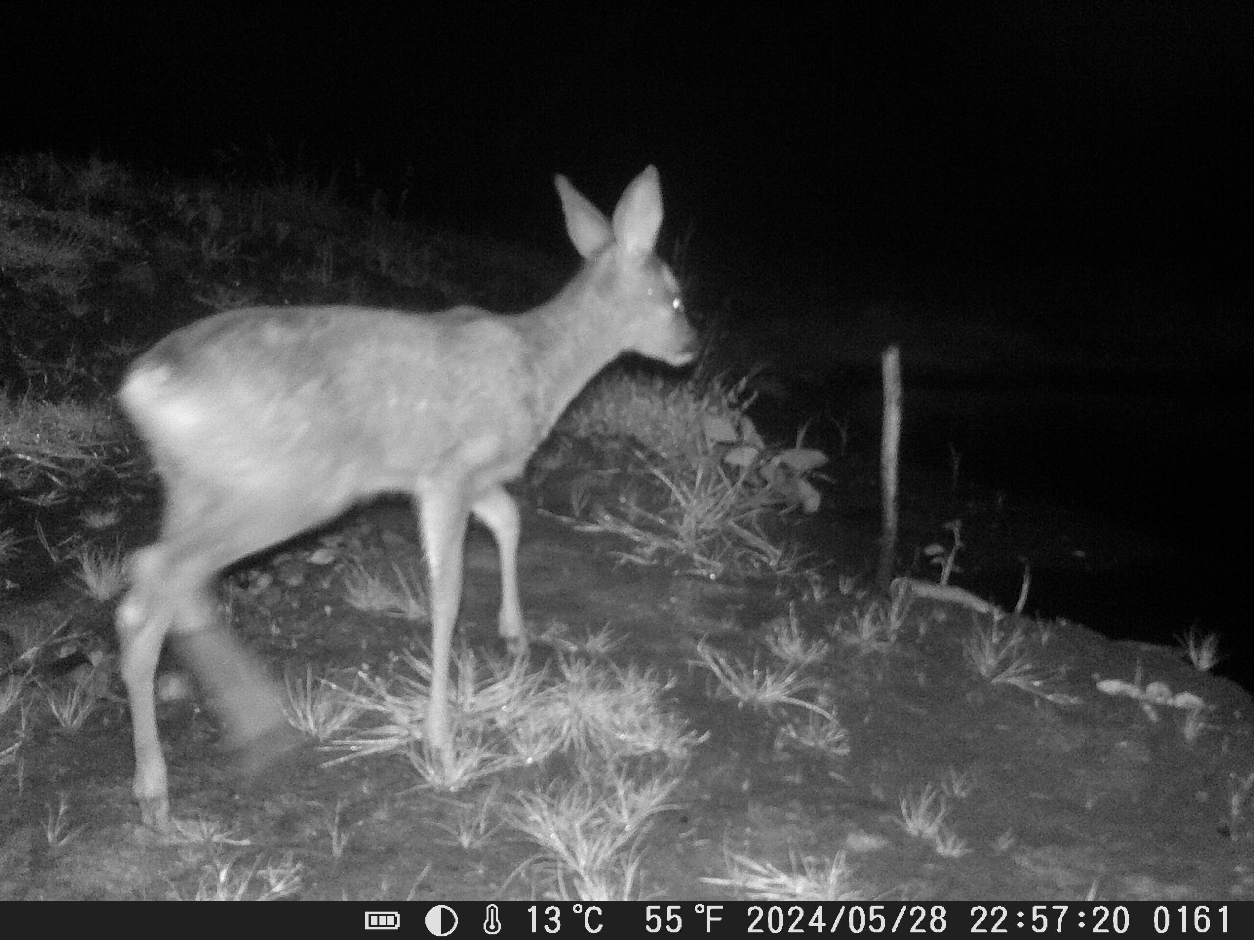 Bambi!!