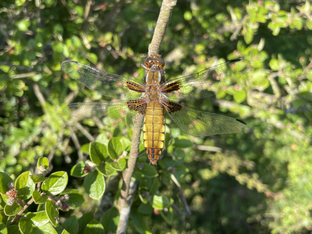 gele platbuik