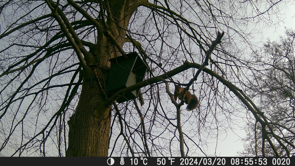 Eekhoorn bij Uilenkast