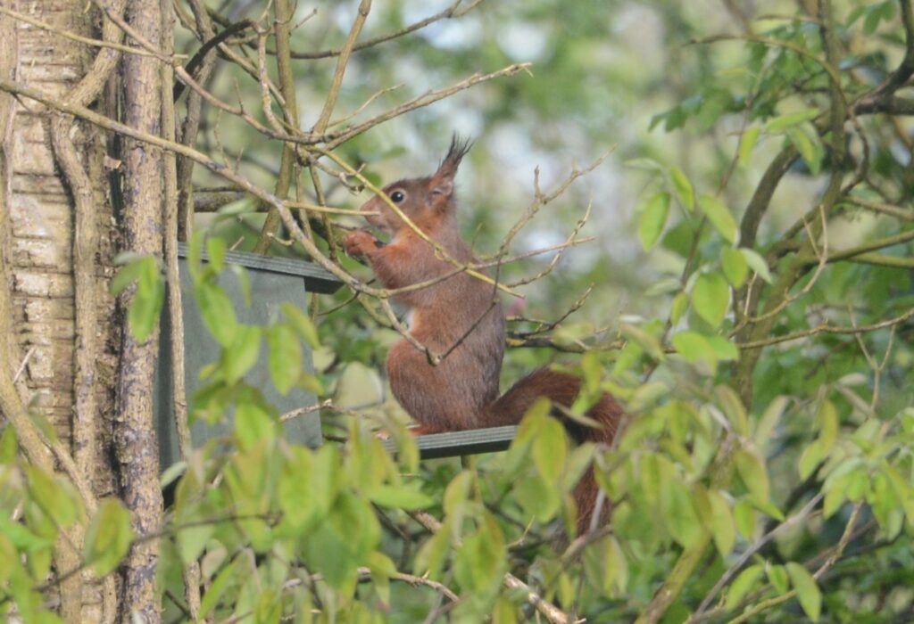 Eekhoorn bij voederhuisje