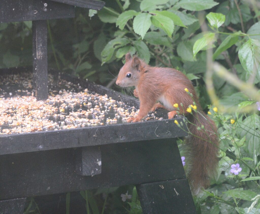 Jonge eekhoorn op voedertafel