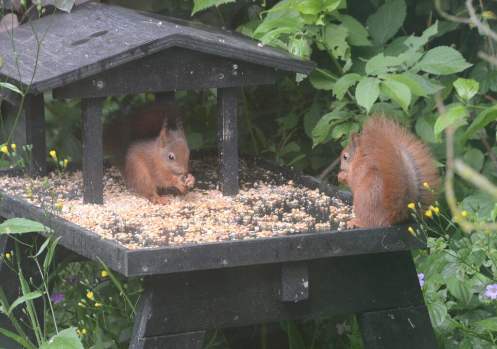 Eekhoorns op voedertafel