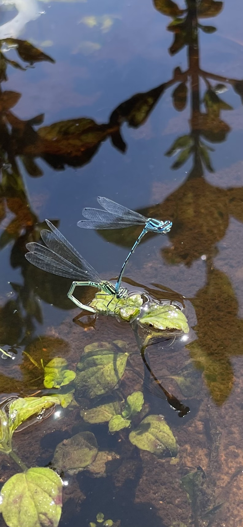 Azuurwaterjuffer