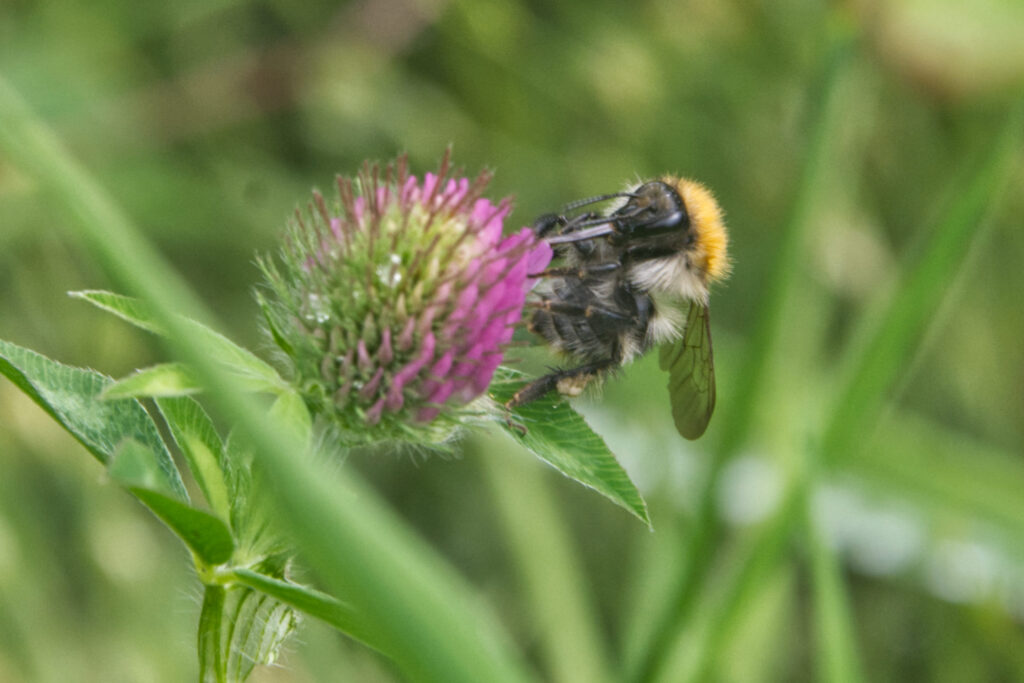 Hommel op klaver