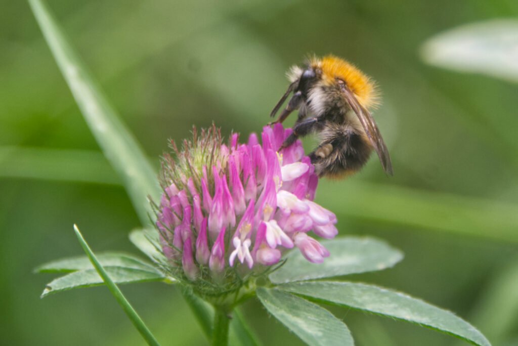 Hommel op klaver