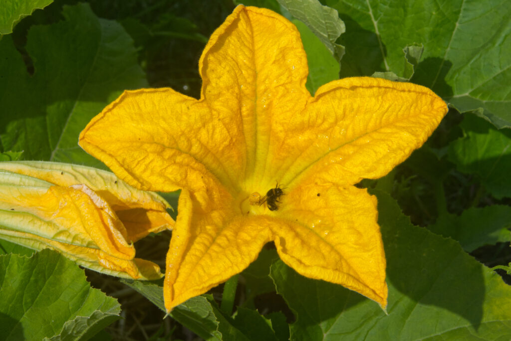 bij op pompoenbloem