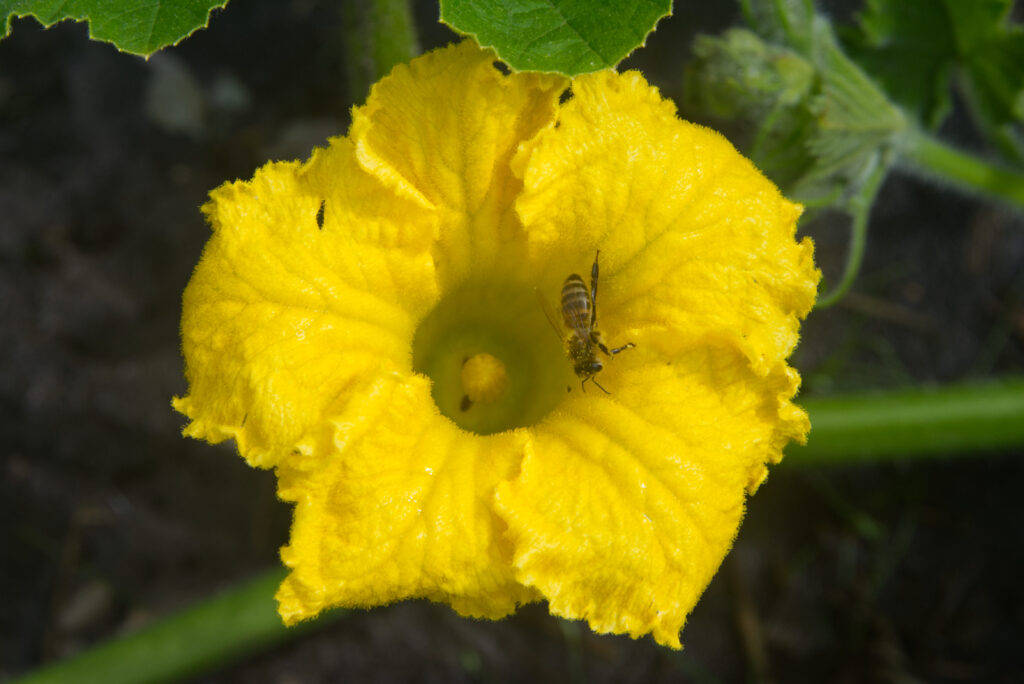 bij op pompoenbloem