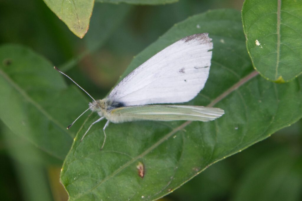 geaderd witje