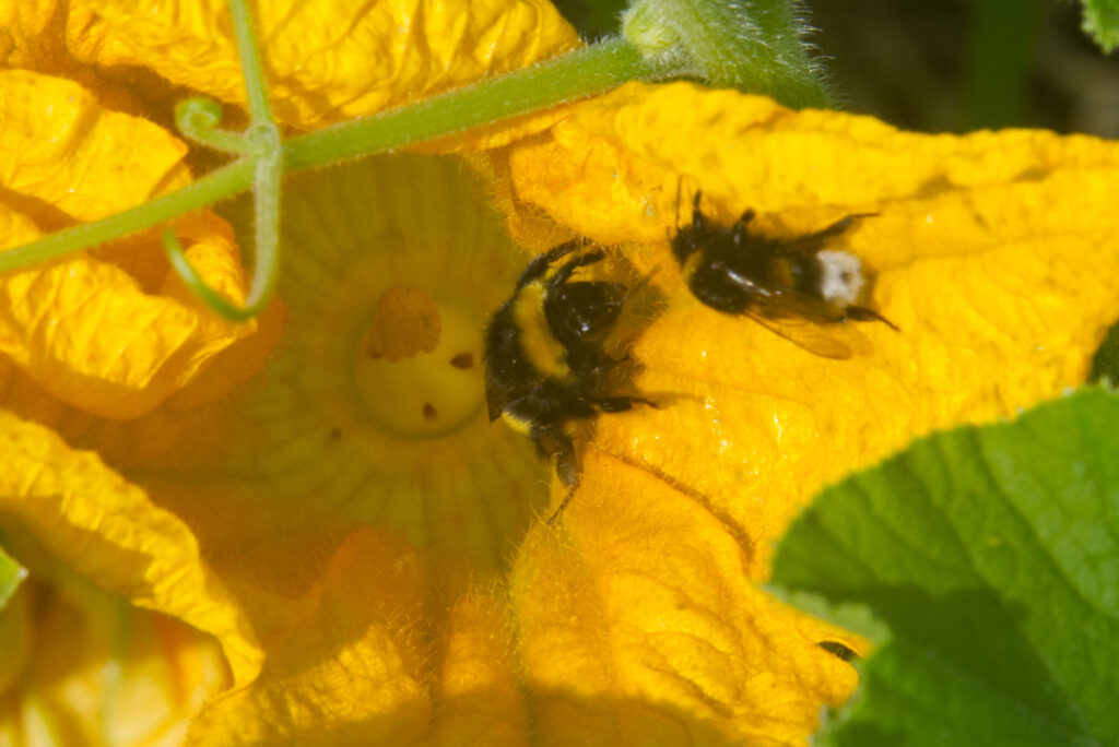 hommels op pompoenbloem