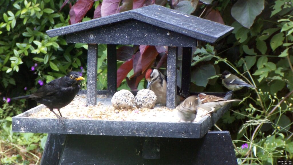 Merel, jonge Specht, Mus, Mees