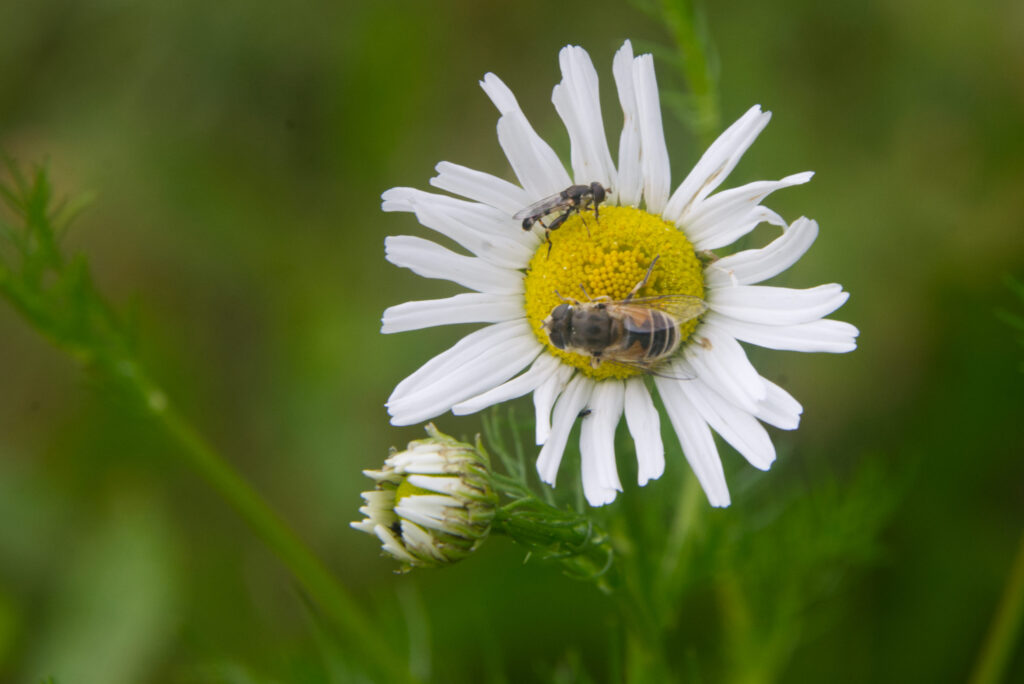 vliegen op margriet