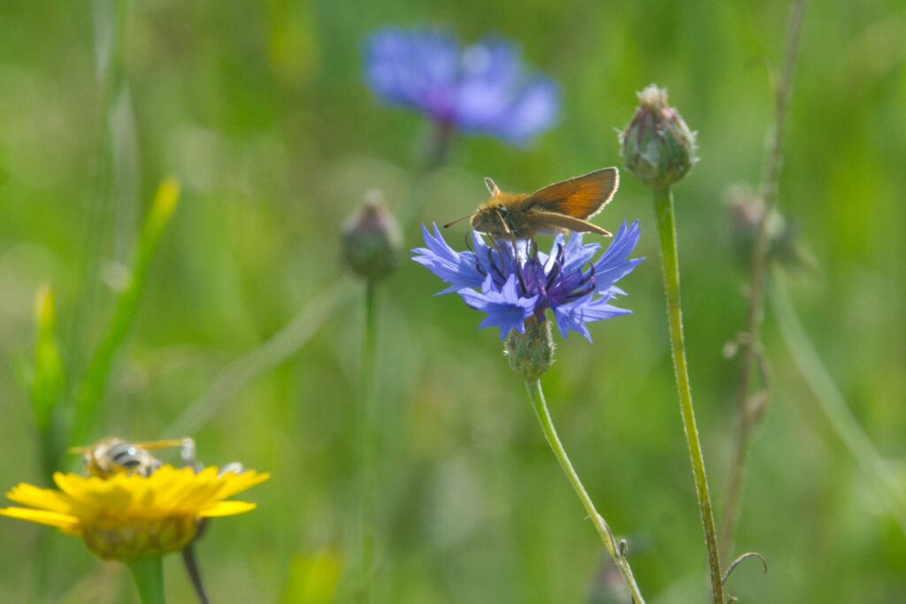 zwartsprietdikkopje op korenbloem