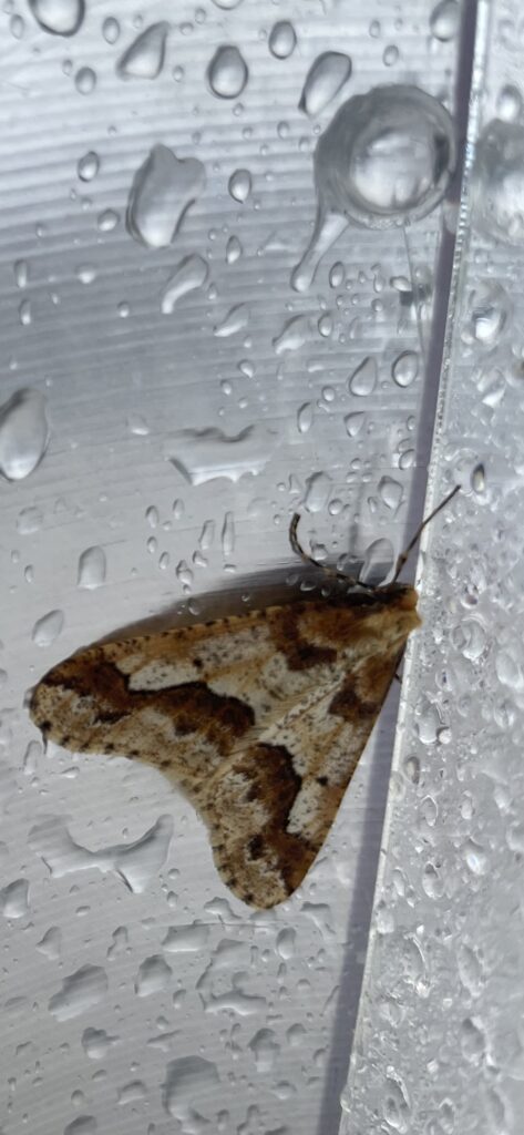 Grote wintervlinder