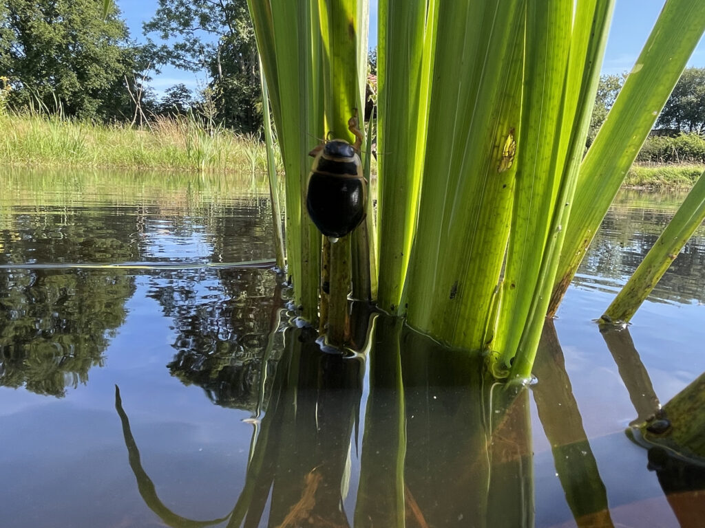 Gewone Geelrand klimt uit poel