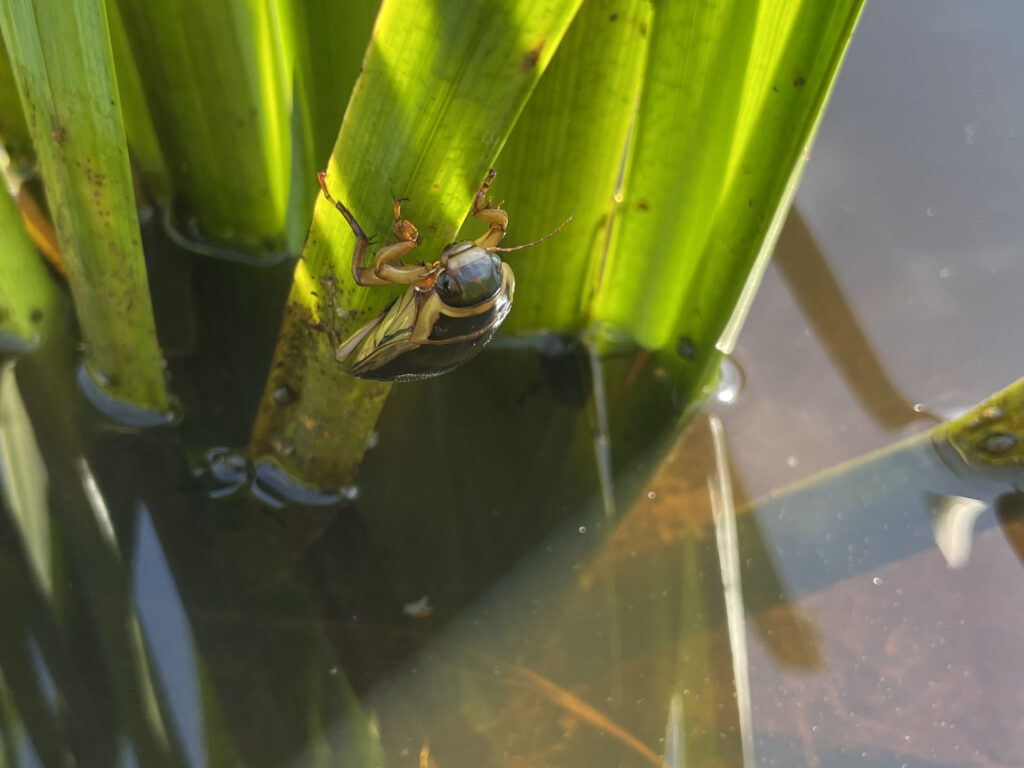 Gewone Geelrand op Gele Lis
