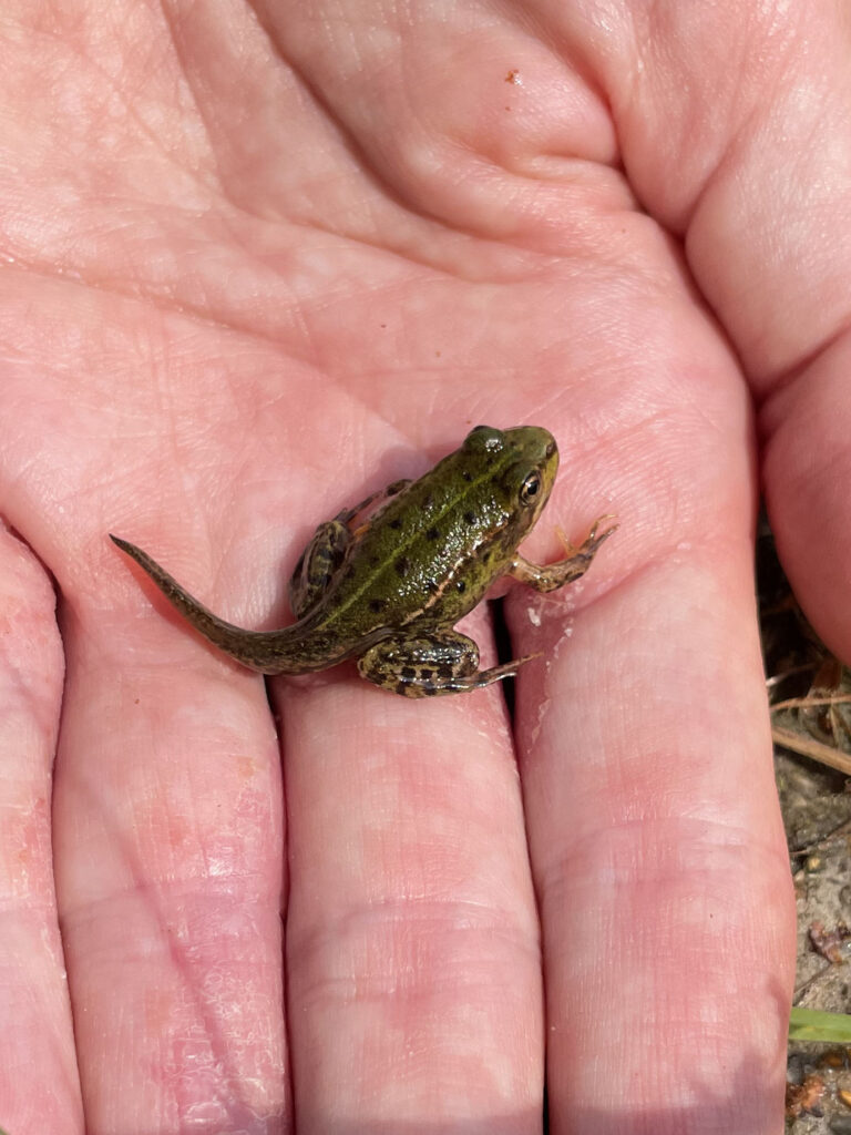 Kikker met staart op hand