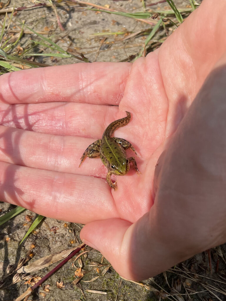 Kikker met staart op hand