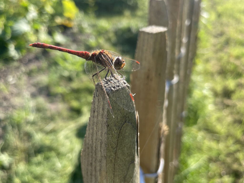 Libelle
