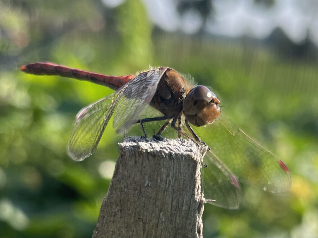 Libelle closeup