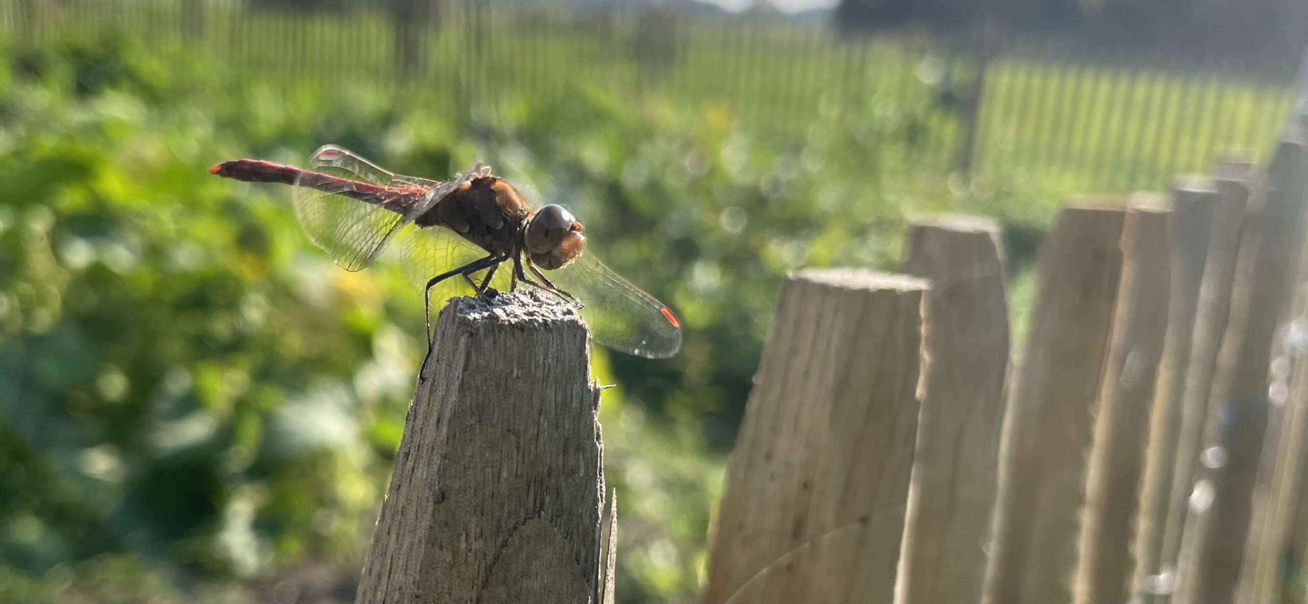Libelle