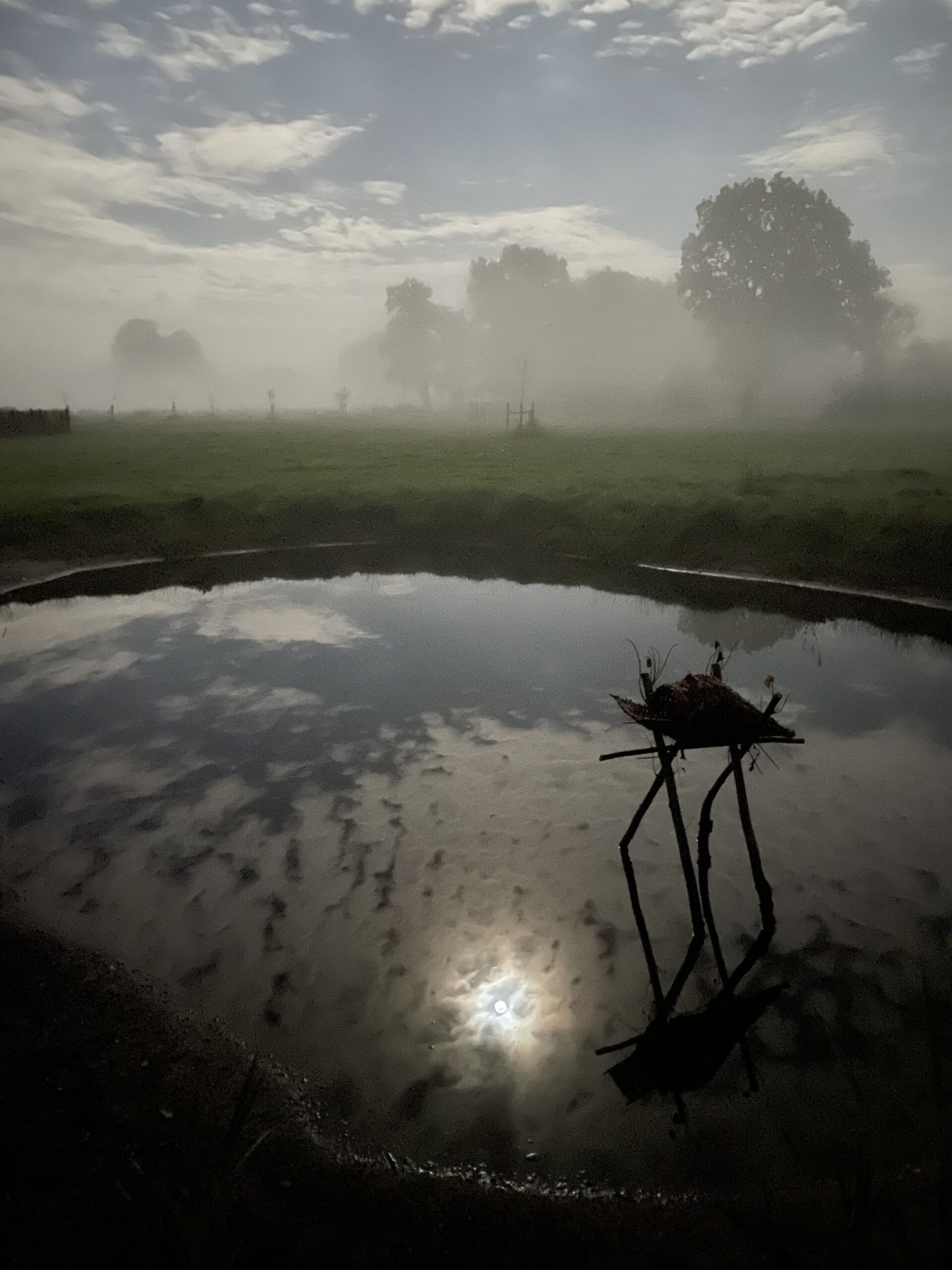 Poel bij mist