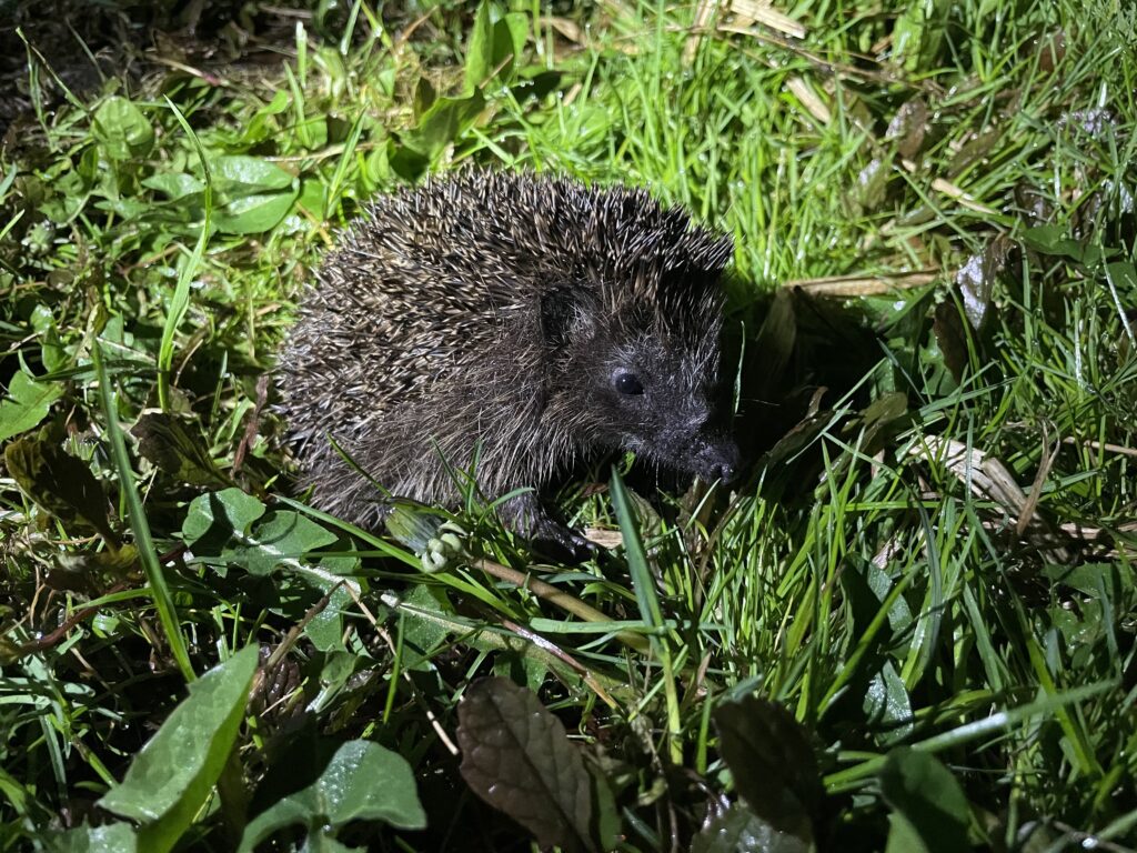 Small, juvenile Hedgehog in gras. It is early spring so it must have recently woken up from hibernation
