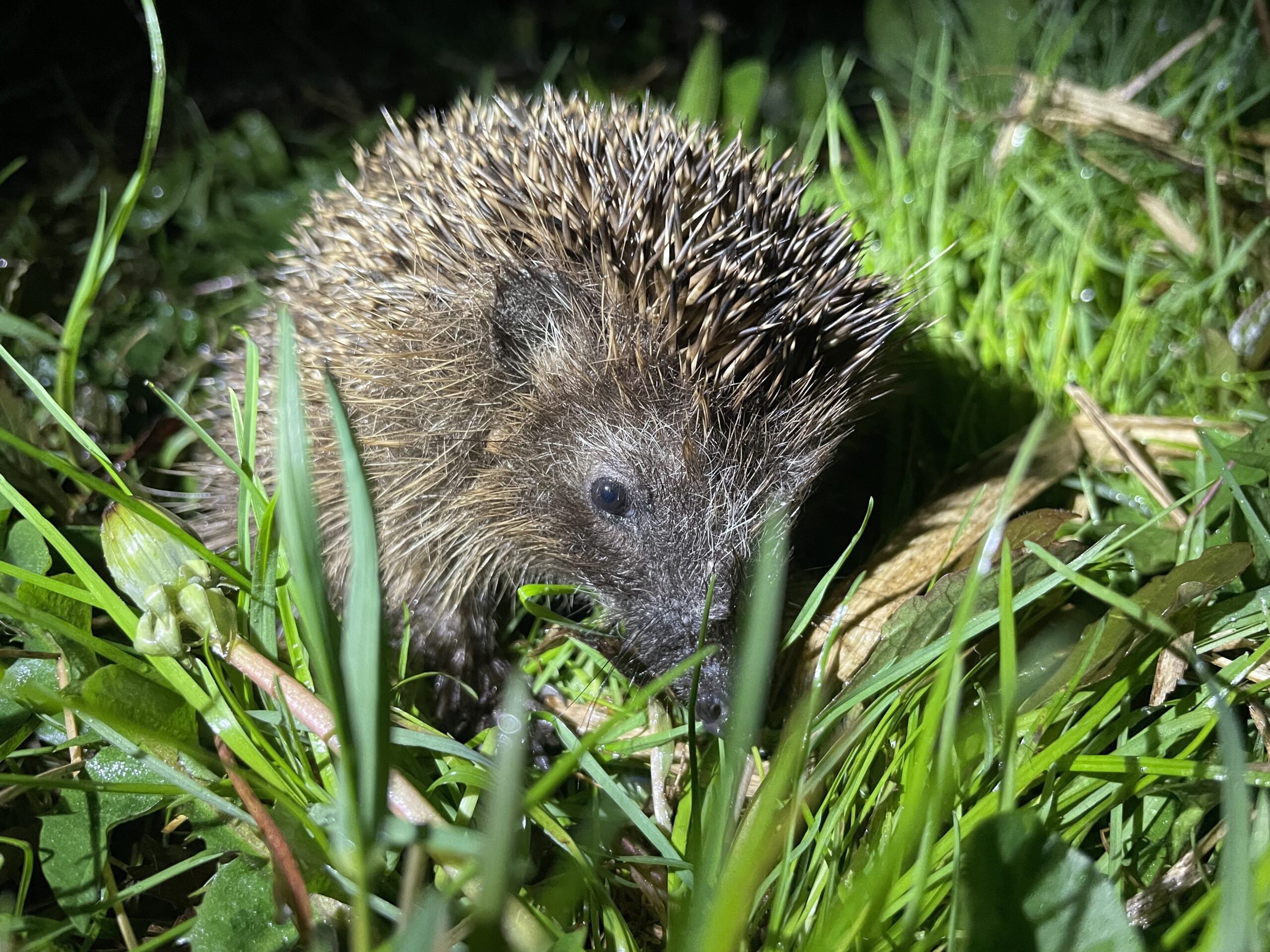 Jonge egel ontwaakt uit winterslaap