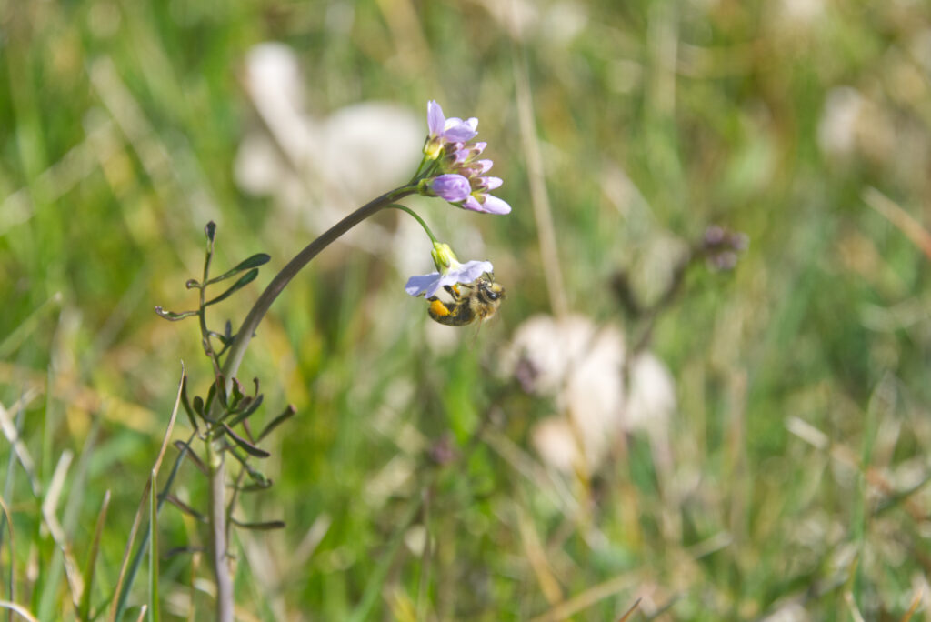Pinksterbloem met honingbij