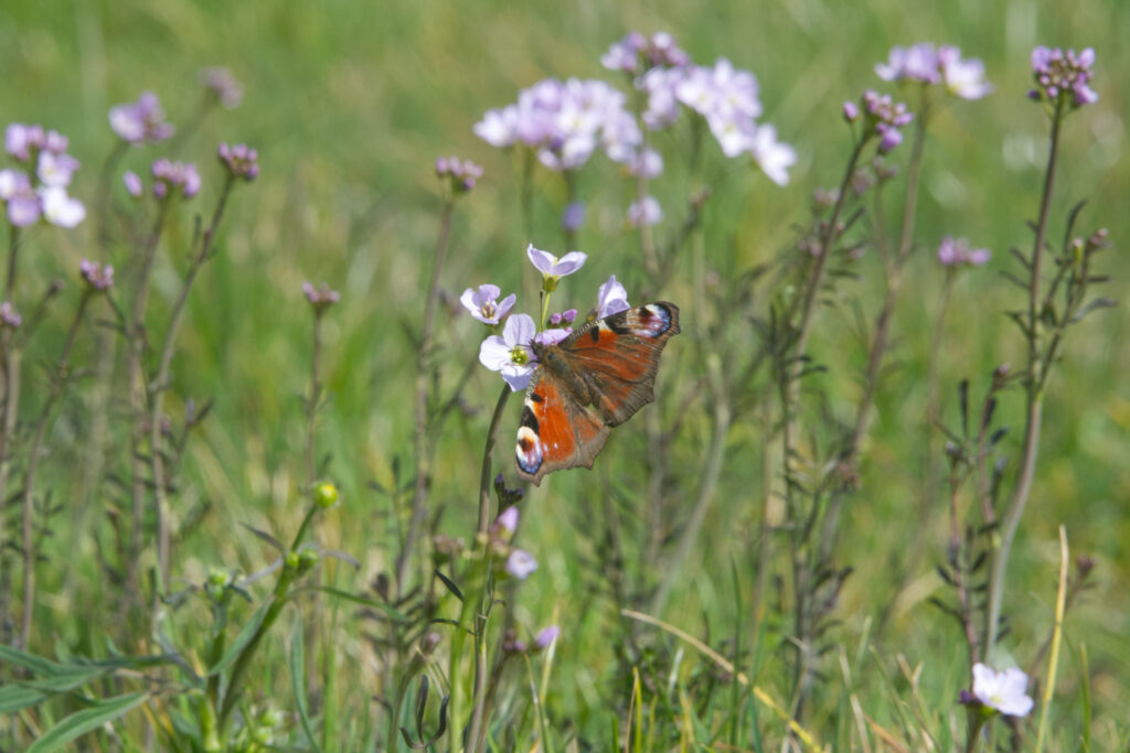 Pinksterbloem met dagpauwoog
