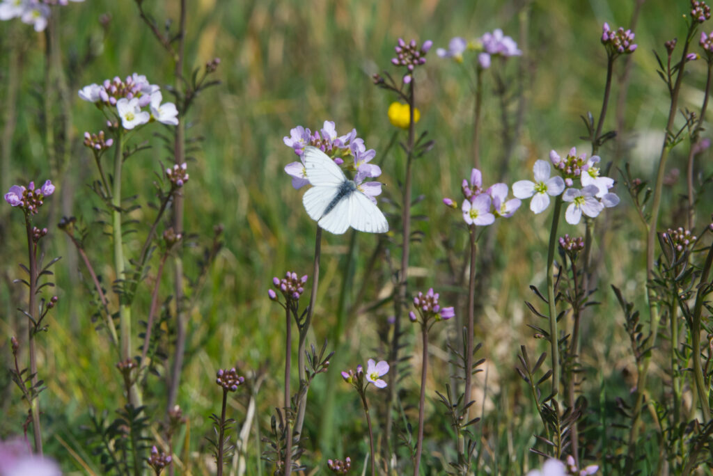 Pinksterbloem met geaderd witje