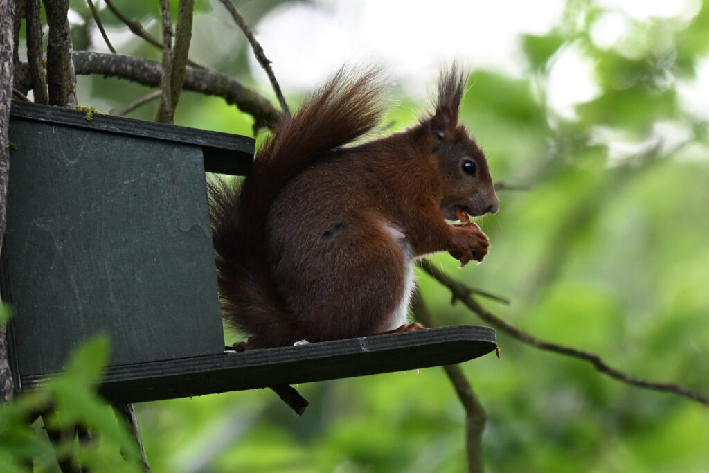 Zogende eekhoorn die zichzelf tegeod doet aan een hazelnootje