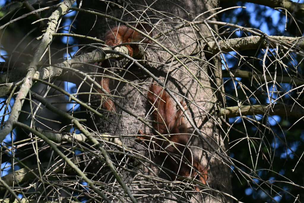 Twee jonge eekhoorns tegen de stam van een den