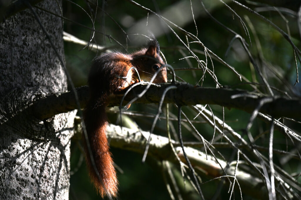 Jonge eekhoorn, ietwat verstijfd van schrik misschien