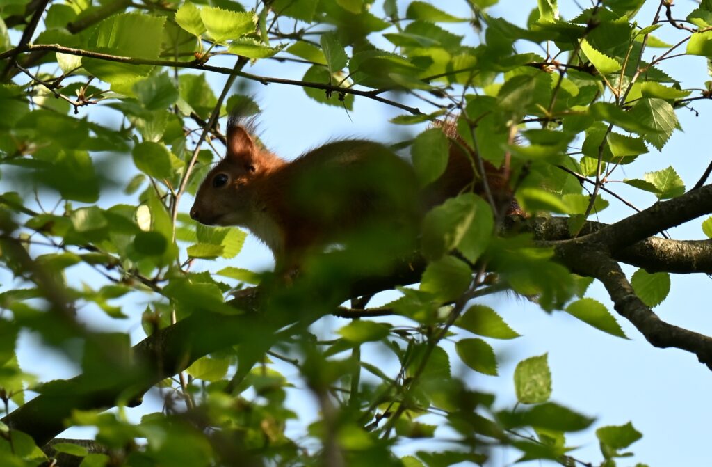 Jonge eekhoorn bovenin een berk