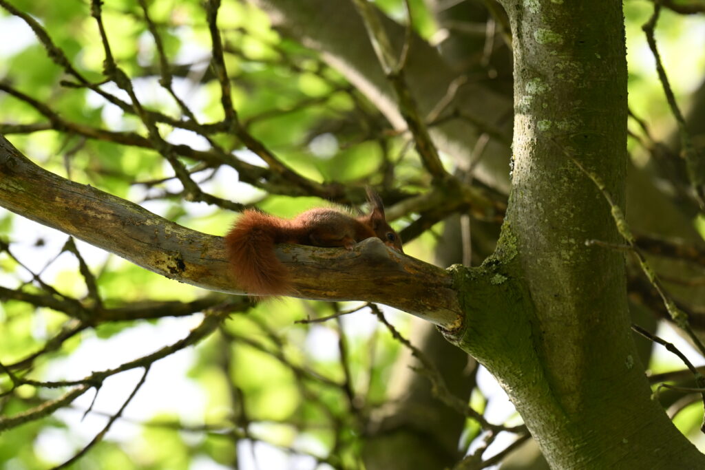 Jonge eekhoorn bovenin een beuk