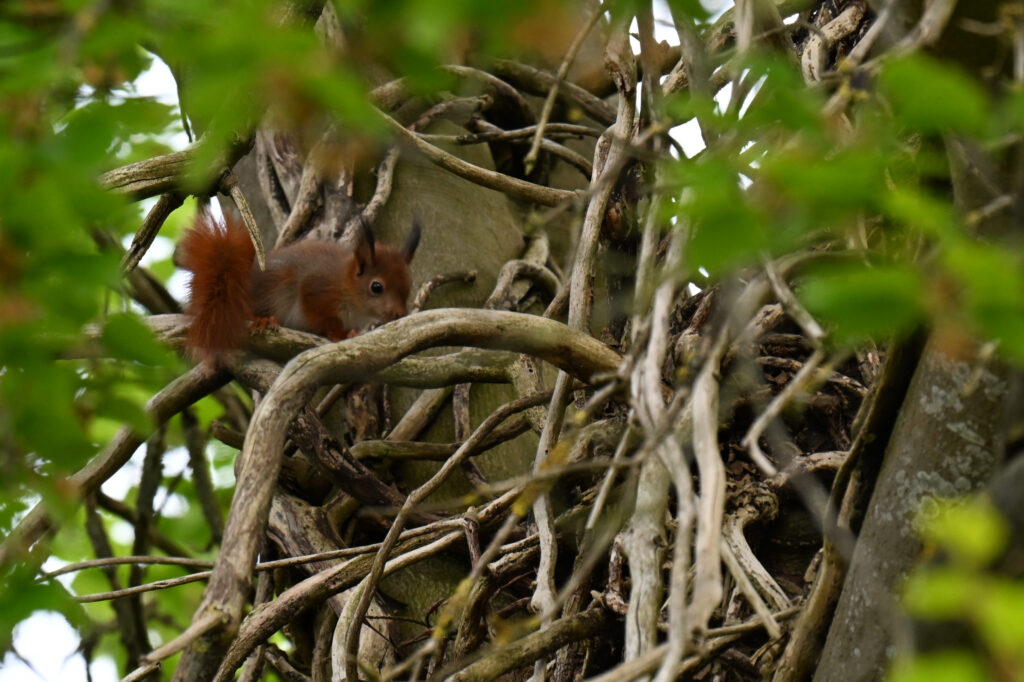 Jonge eekhoorn in een beuk, vlak bij hun nest