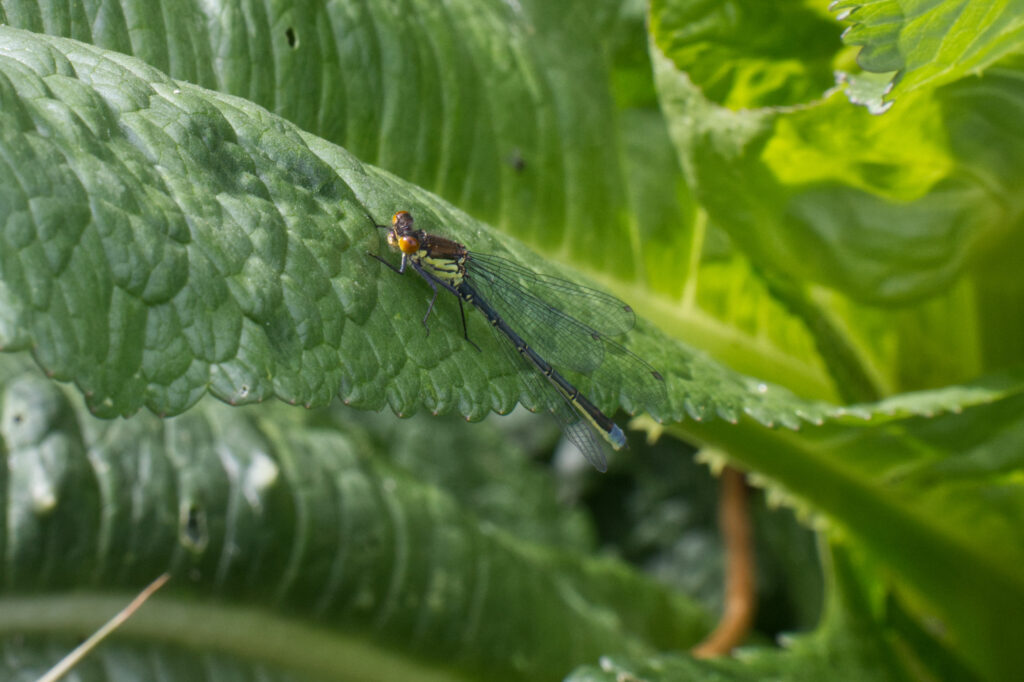 Waterjuffer op Kaardebol blad
