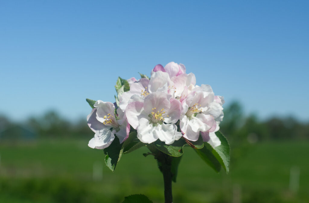 Appelbloesem