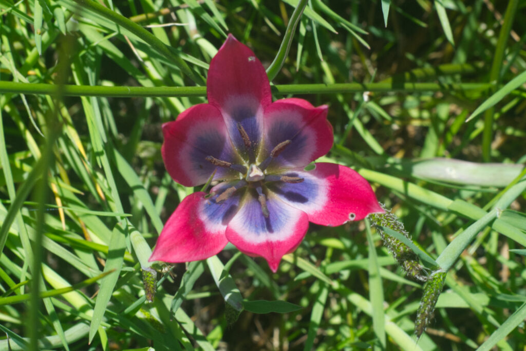 Lady Tulip
